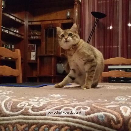 Photo de chat perdu à Saint Etienne