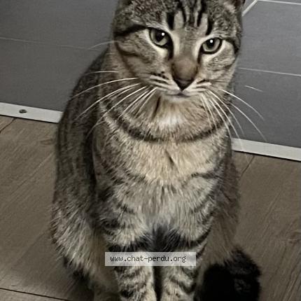 Photo 1/3 Chouchou Chat perdu à Marseille