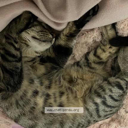 Photo 3/3 Chouchou Chat perdu à Marseille