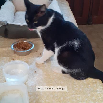 Photo 1/1 Chat retrouvé Trouvé à Piolenc
