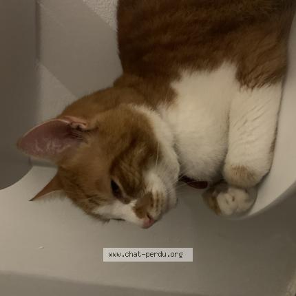 Photo de chat trouvé à Amiens