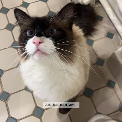 Photo de chat perdu à Bry Sur Marne