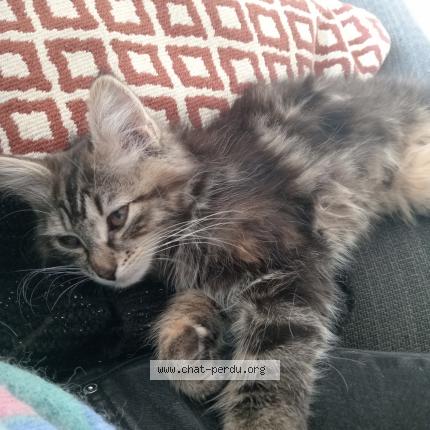 Photo 1/1 Stella Chat perdu à La chaume