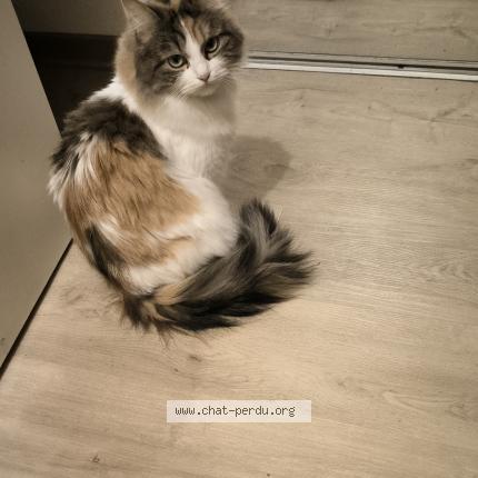 Photo de chat perdu à Kaltenhouse