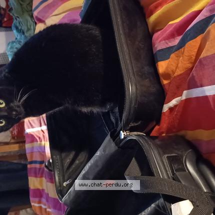 Photo de chat perdu à Montreuil