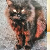 Photo de chat perdu à Marseille