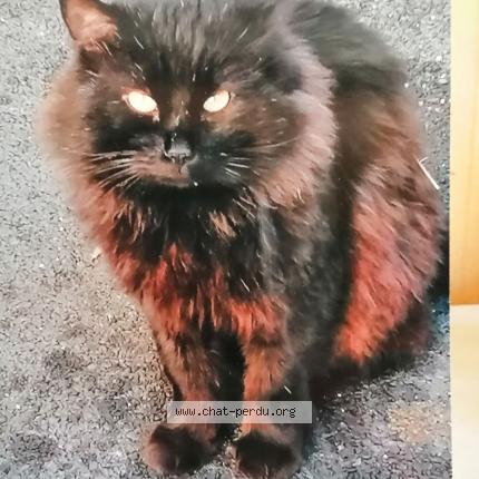 Photo 1/1 Copinou Chat perdu à Marseille