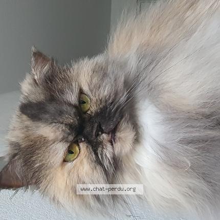 Photo de chat perdu à Toulouse