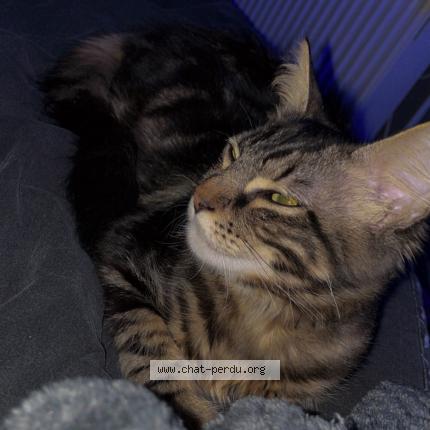 Photo 1/1 Chat retrouvé Perdu à Chanes