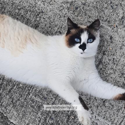 Photo 1/1 Mimichka Chat perdu à Seysses