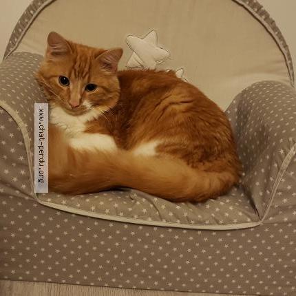 Photo de chat perdu à Villemoisan