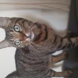 Photo de chat trouvé à Voisins Le Bretonneux