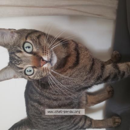 Photo 1/1 Chat retrouvé Trouvé à Voisins le bretonneux