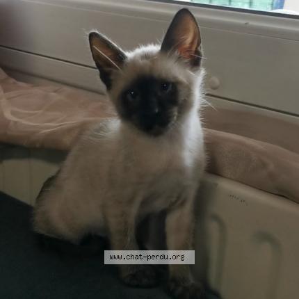 Photo de chat perdu à Angers