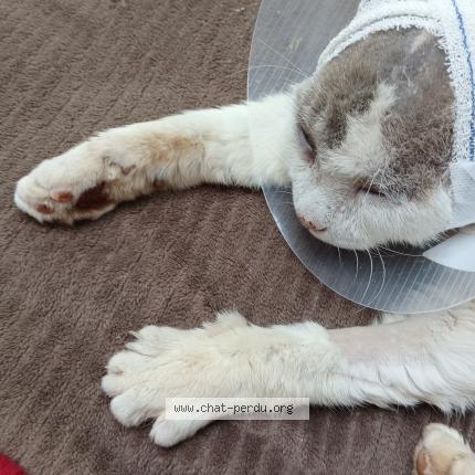 Photo de chat perdu à Sadirac 33670