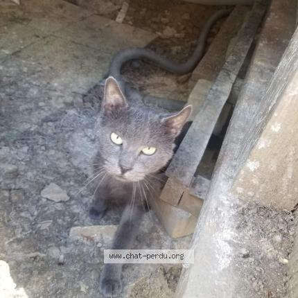 Photo de chat trouvé à Epannes