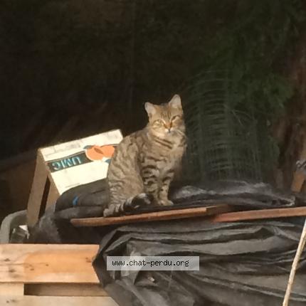 Photo de chat perdu à Estrablin