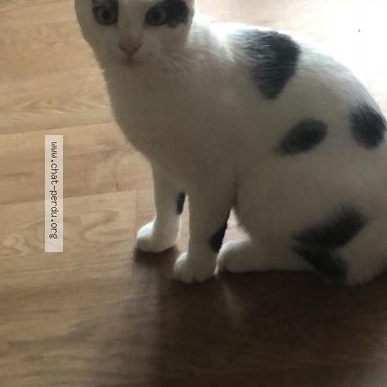 Photo de chat perdu à Laval