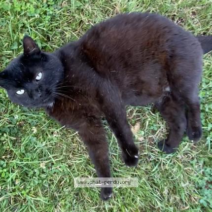 Photo 1/1 Chat retrouvé Perdu à Arcangues