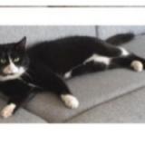 Photo de chat perdu à La Ferte Milon