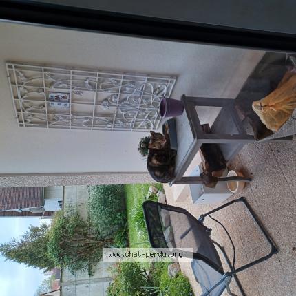 Photo 1/1 Chat trouvé Trouvé à Caen