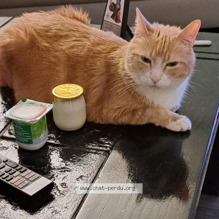 Photo de chat perdu à Argenteuil