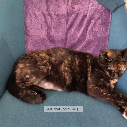 Photo de chat perdu à Montpellier
