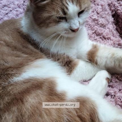 Photo 1/1 GABY Chat perdu à Villepreux