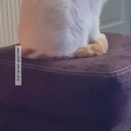 Photo 1/2 Sylvie Laurence Roberte Sarre Chat perdu à Damparis