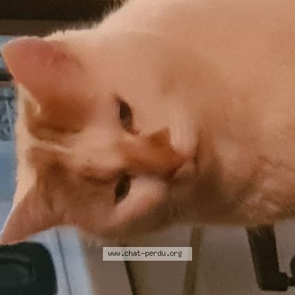 Photo 2/2 Sylvie Laurence Roberte Sarre Chat perdu à Damparis