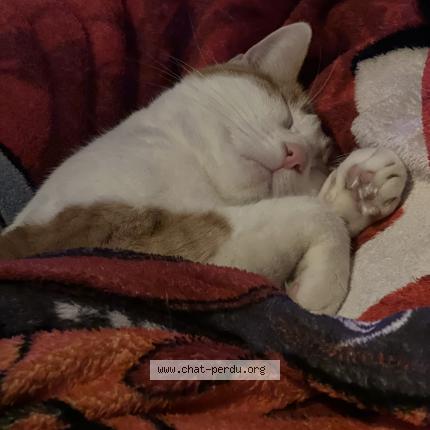 Photo de chat perdu à Bordeaux