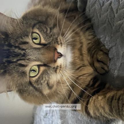 Photo 1/1 Snow Chat perdu à Pirou