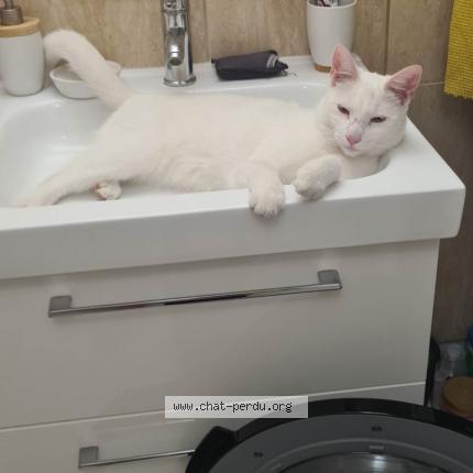 Photo de chat perdu à Limeil Brevannes