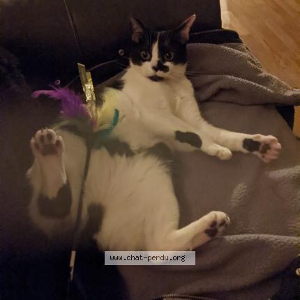 Photo 1/4 Sélah Chat perdu à Saint remy les chevreuse