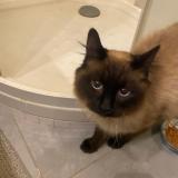 Photo de chat trouvé à Grenoble