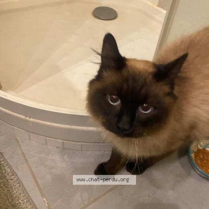 Photo 1/1 Chat retrouvé Trouvé à Grenoble