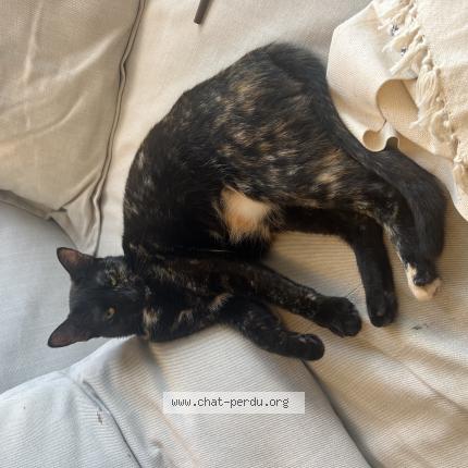 Photo 1/1 Chat retrouvé Perdu à Rueil Malmaison