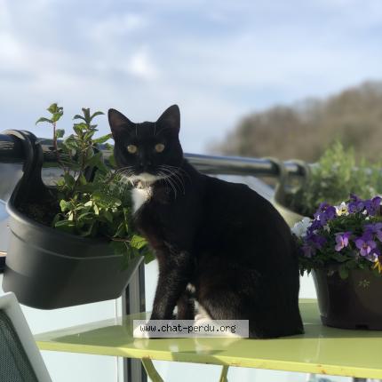 Photo de chat perdu à La Barre De Semilly