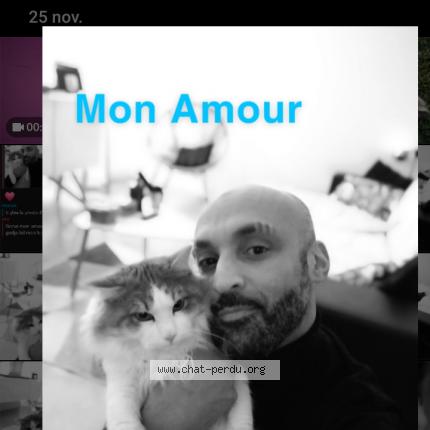 Photo 1/1 Chat retrouvé Perdu à Bourges