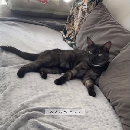 Photo 1/1 Chat retrouvé Perdu à Malakoff
