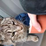 Photo de chat trouvé à Blyes