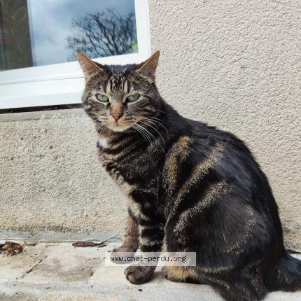 Photo 1/1 Chat retrouvé Perdu à Saint Brieuc