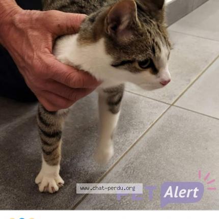 Photo de chat trouvé à Hannocourt