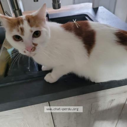 Photo 1/1 Chat retrouvé Perdu à Chambery