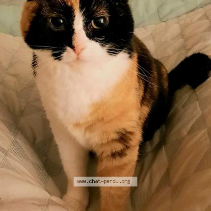 Photo de chat perdu à Buschwiller