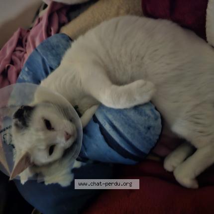 Photo de chat perdu à Draguignan