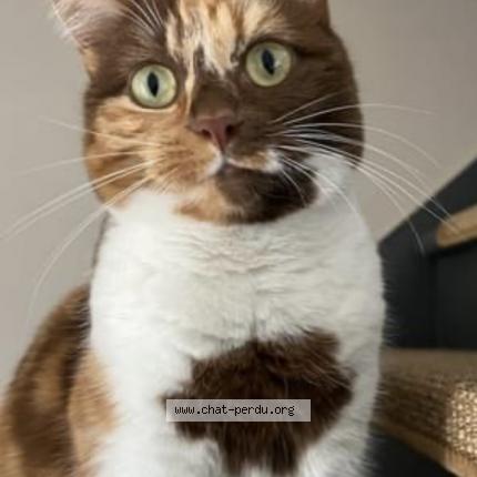 Photo de chat perdu à St Saulve
