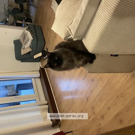 Photo 1/1 Chat retrouvé Perdu à Rouen