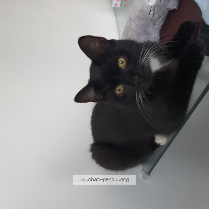 Photo 1/1 Chat retrouvé Perdu à Choisy Le Roi