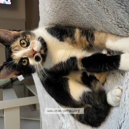 Photo de chat perdu à Le Neubourg